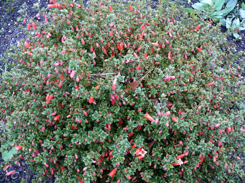 Correa pulchella ‘Remarkable Rocks’ – Native Fuchsia