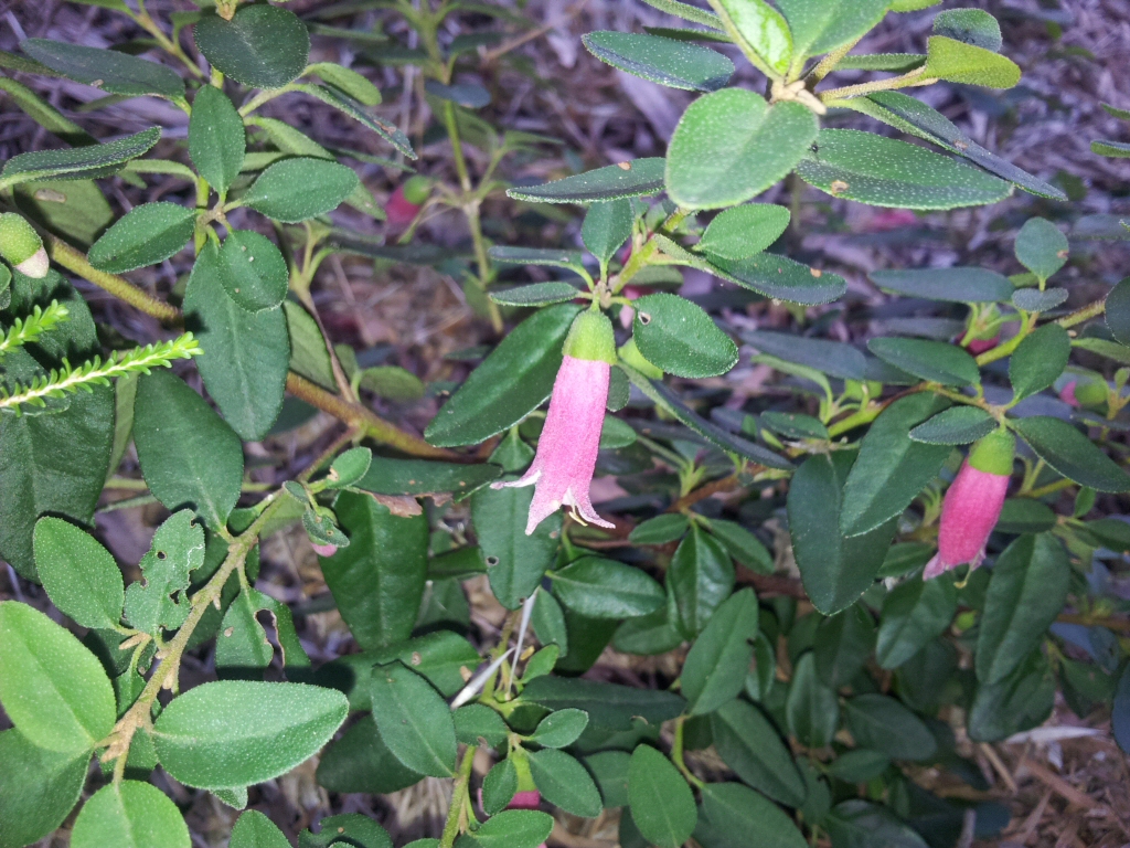 Correa ‘Dusky Bells’ – Native Fuchsia