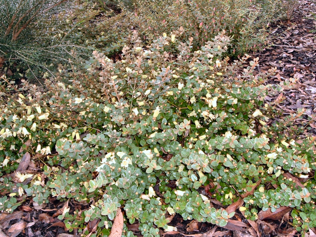 Correa reflexa x alba ‘Lemon Twist’ – Native Fuchsia