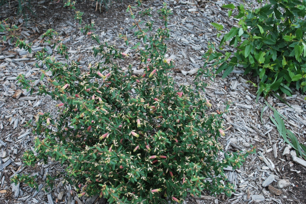 Correa ‘Tucker Time Multi Bella’ Native Fuchsia