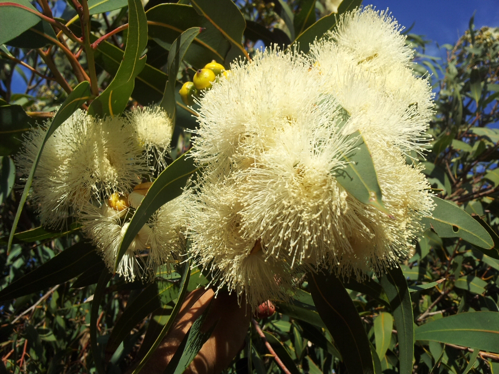 Corymbia eximia ‘Nana’ – Dwarf Yellow Bloodwood