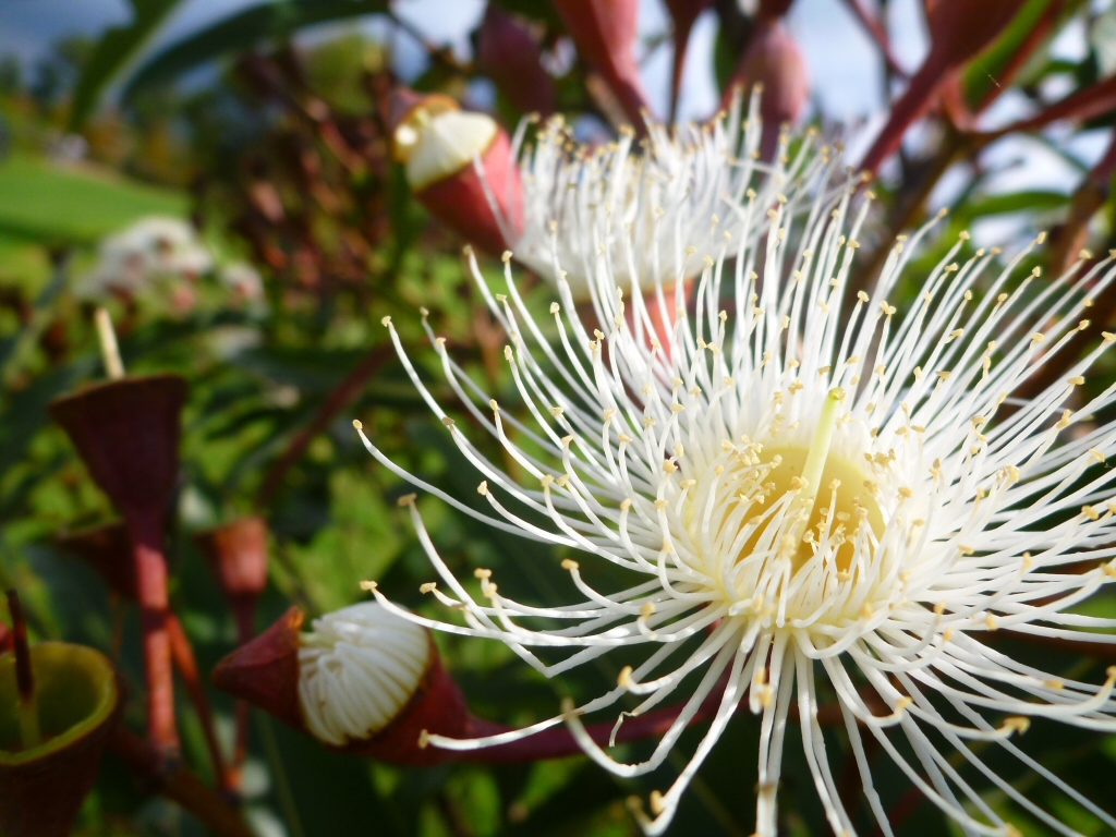 Corymbia hybrid ‘Summer Snow’ – Flowering Gum