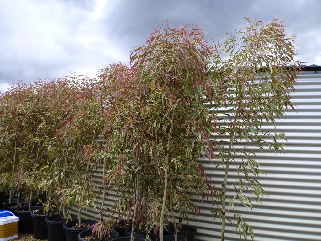 Corymbia maculata variegata ‘Ribbons of Hope’ – Spotted Gum