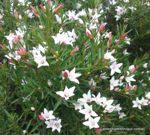 Crowea angustifolia – Waxflower