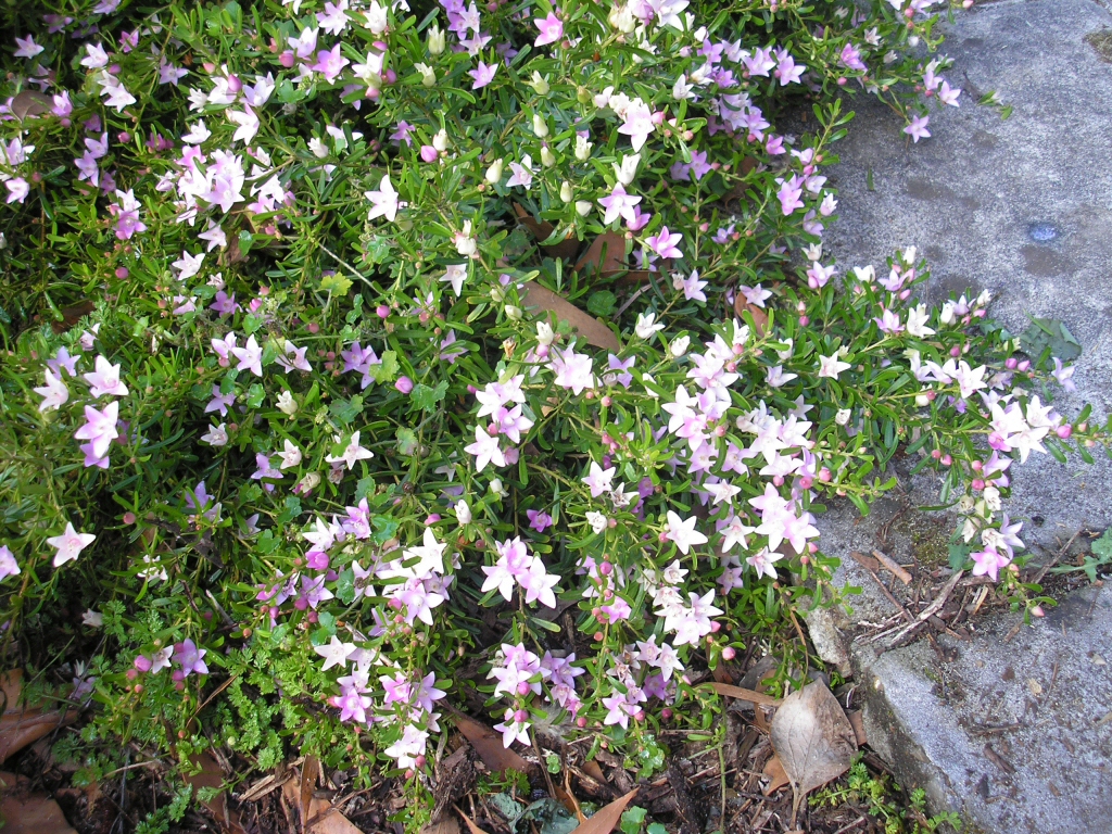 Crowea exalata ‘Edna Walling Crowea’ – Waxflower