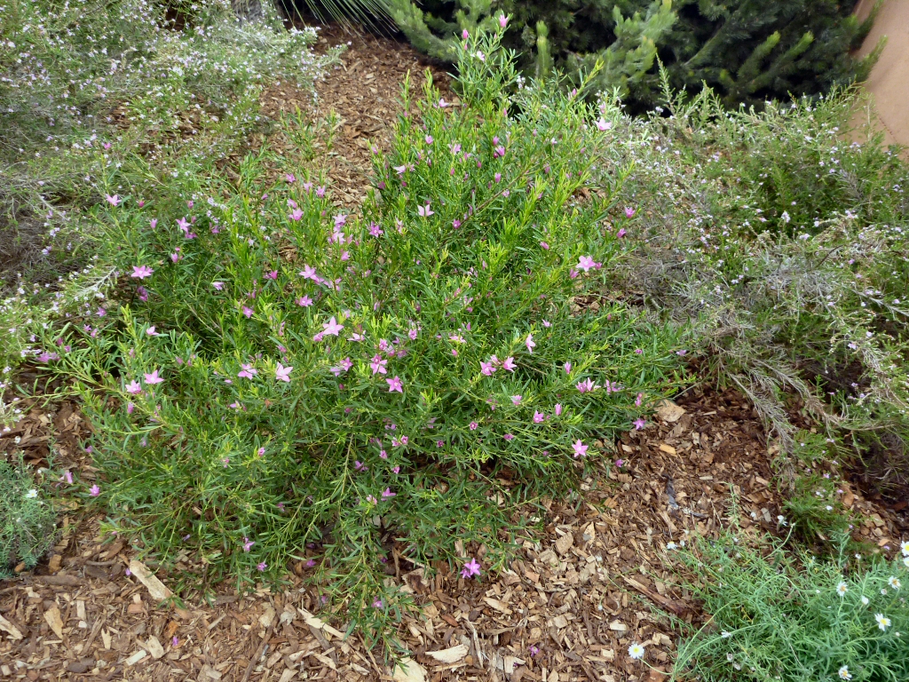 Crowea hybrid ‘Festival’ – Waxflower