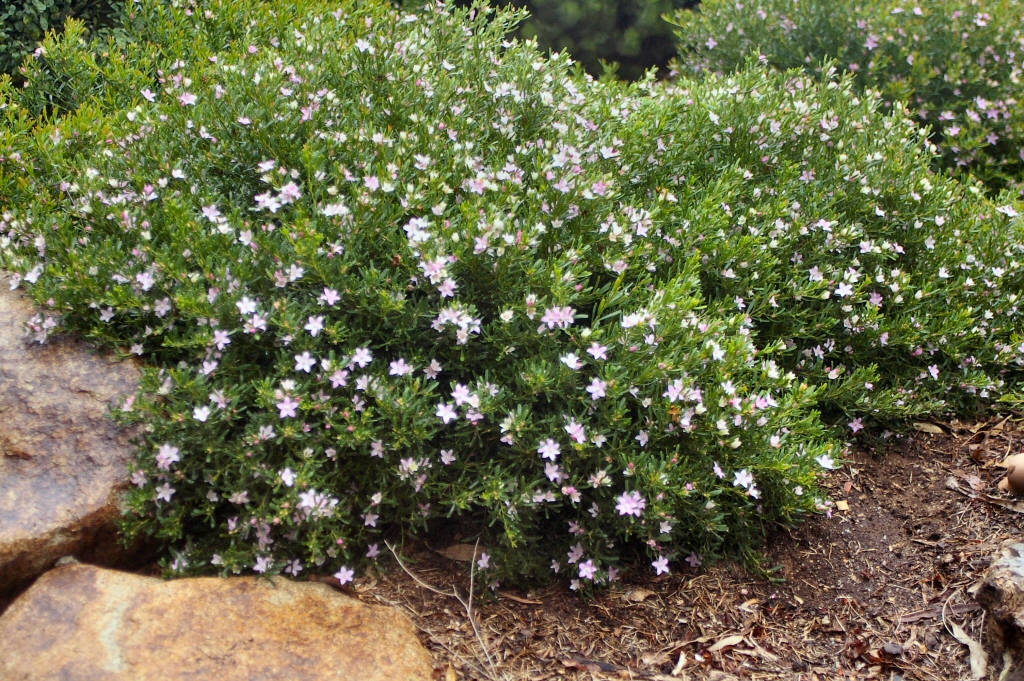 Crowea exalata ‘Low Dome’ – Waxflower