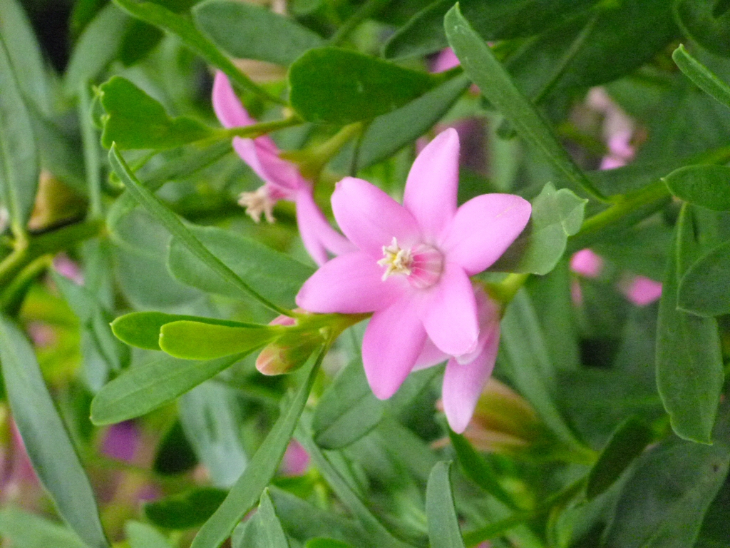 Crowea hybrid ‘Poorinda Ecstasy’ – Waxflower