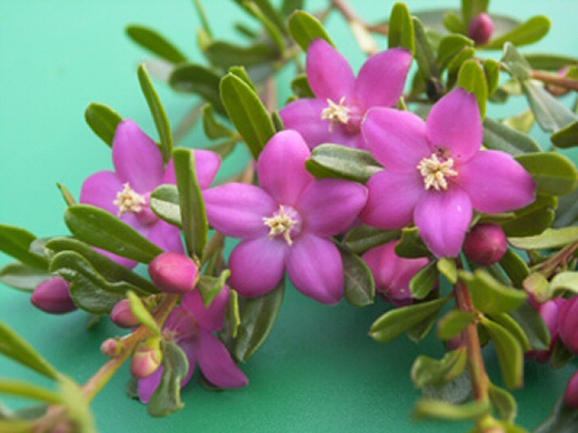 Crowea exalata ‘Rhapsody’ – Waxflower