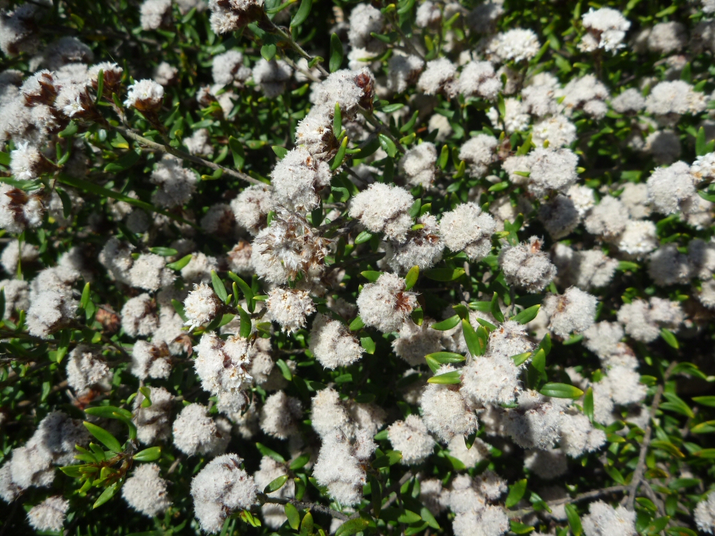 Cryptandra scortechinii – Cotton Bush