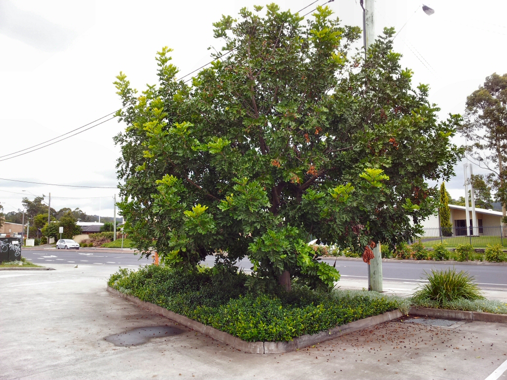 Cupaniopsis anarcardiodes – Tuckeroo