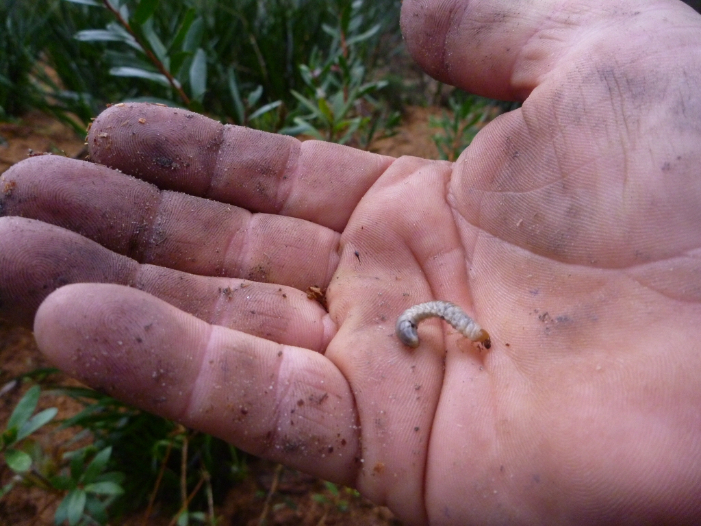 Curl or Lawn Grubs