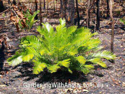 Cycas armstrongii – Zamia Palm