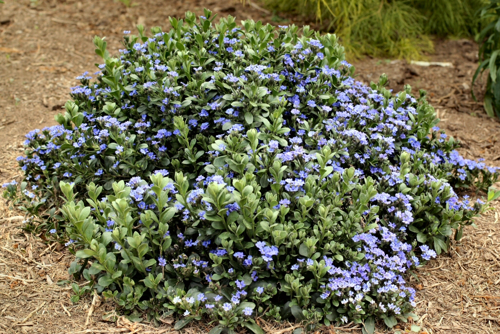 Dampiera linearis ‘Cobalt Mound’