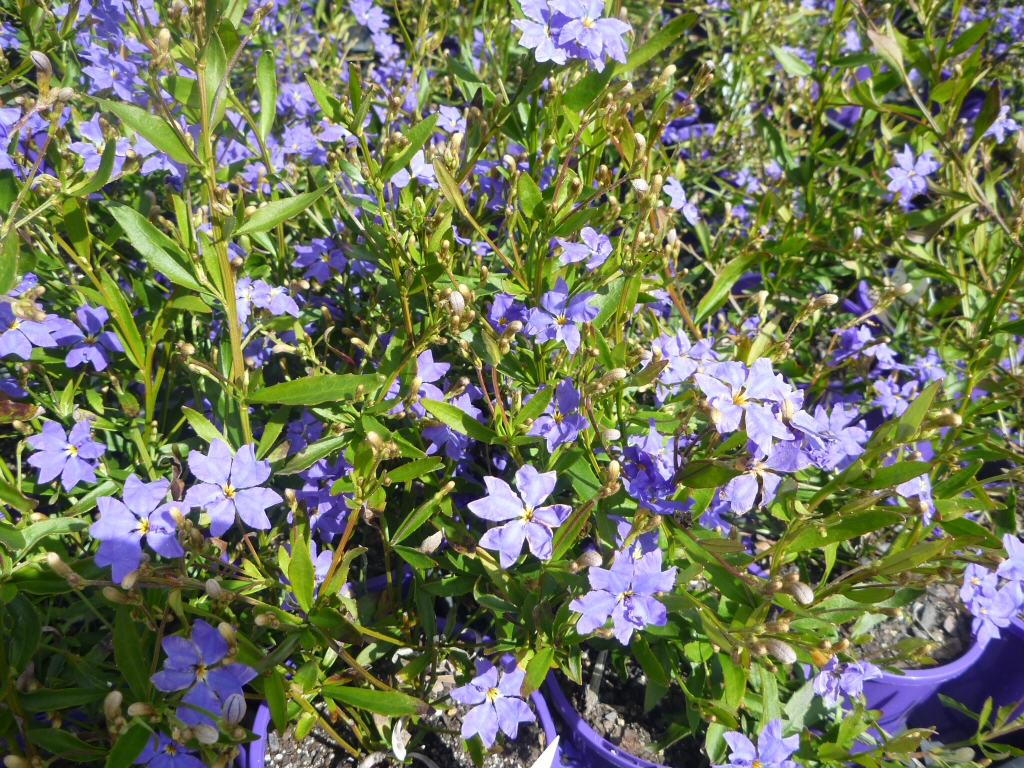 Dampiera stricta ‘Glasshouse Glory’