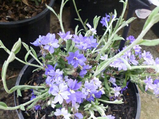 Dampiera stenophylla ‘Hazy Days’ – Dampiera