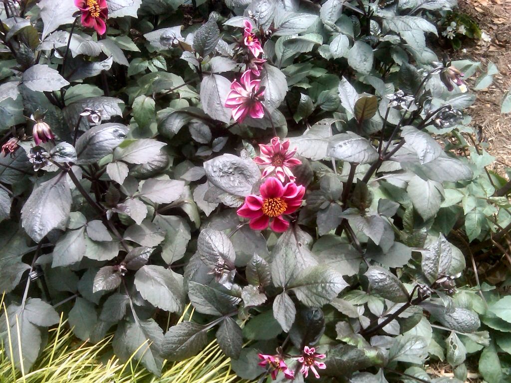Dividing Dahlias