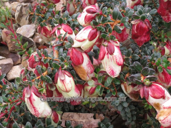 Darwinia macrostegia – Mondorup Bell