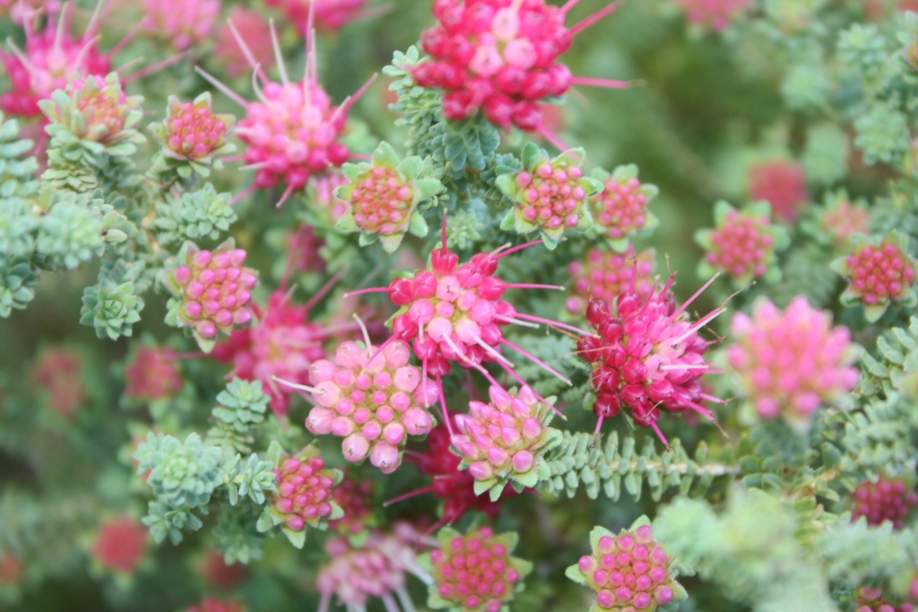 Darwinia oldfieldii – Oldfield’s Darwinia