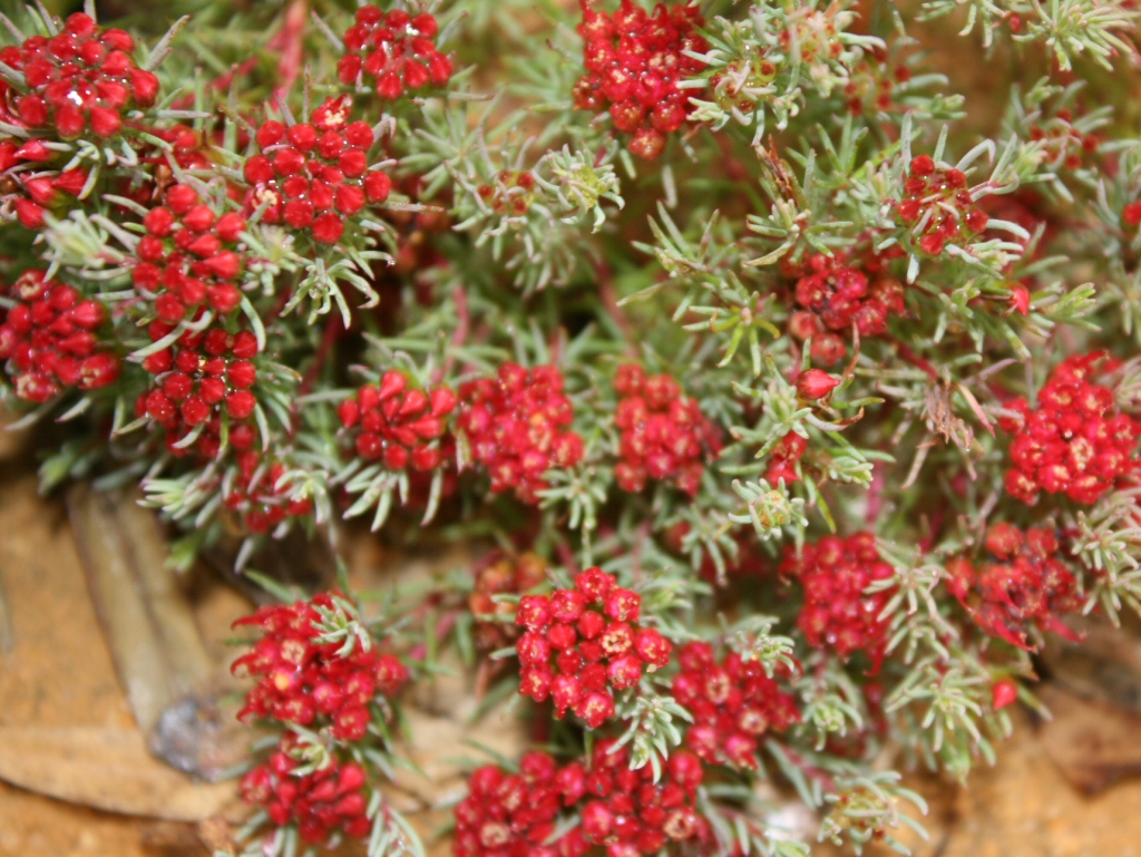 Darwinia pinifolia