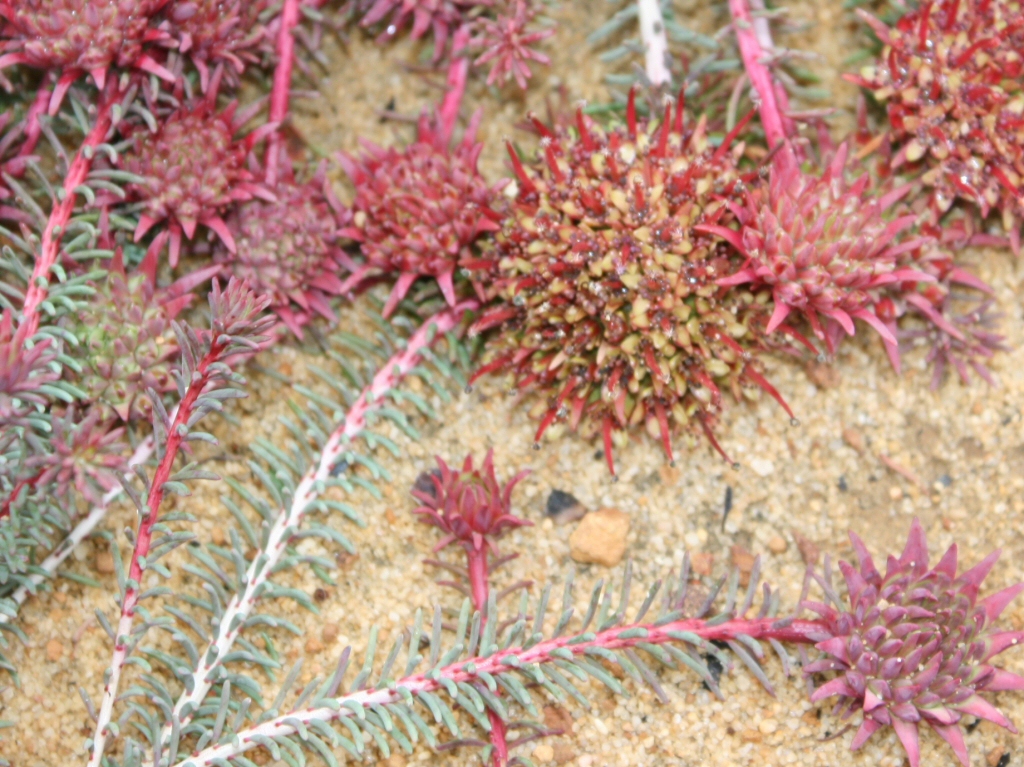 Darwinia virescens – Murchison Darwinia
