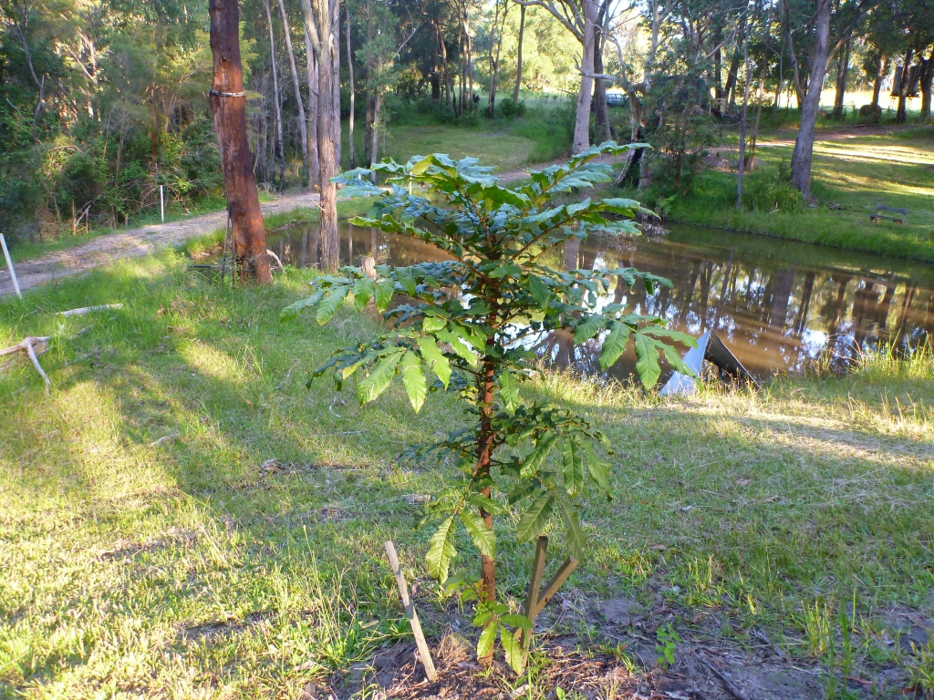 Davidsonia jerseyana – Davidsons Plum
