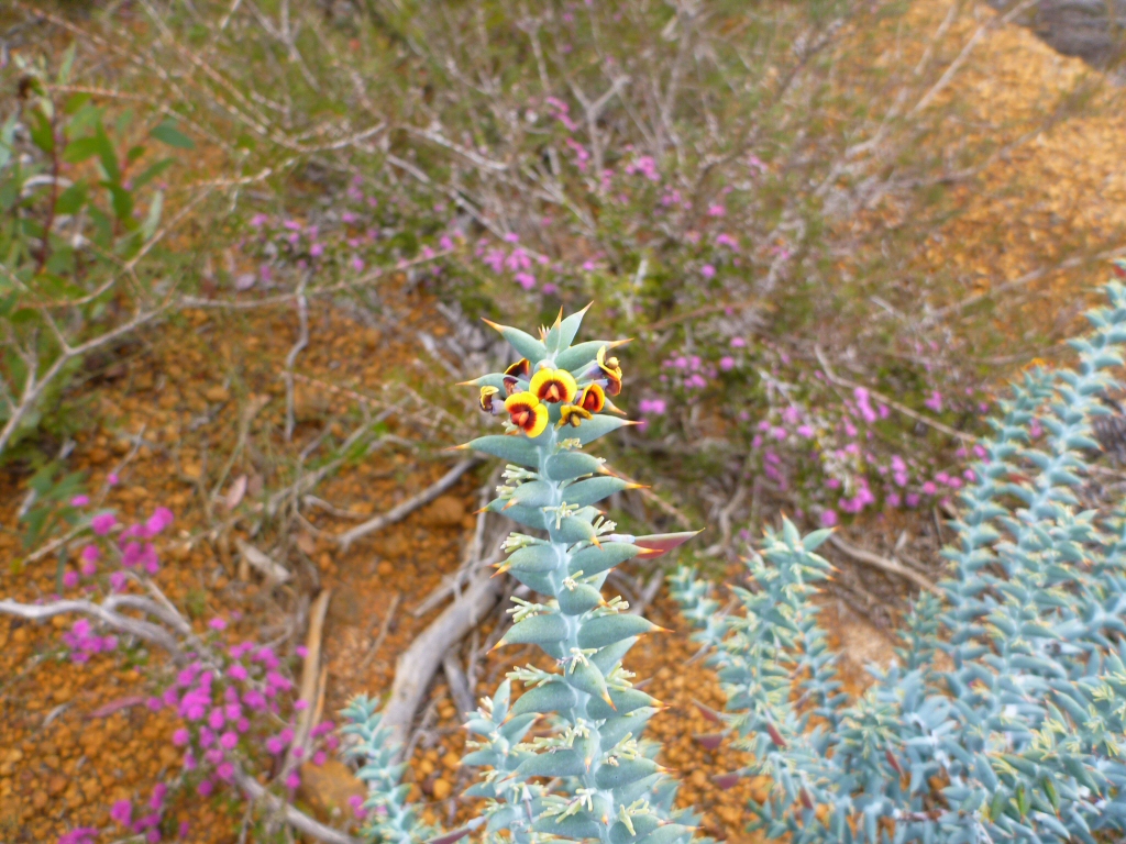 Daviesia pachyphylla – Ouch Bush