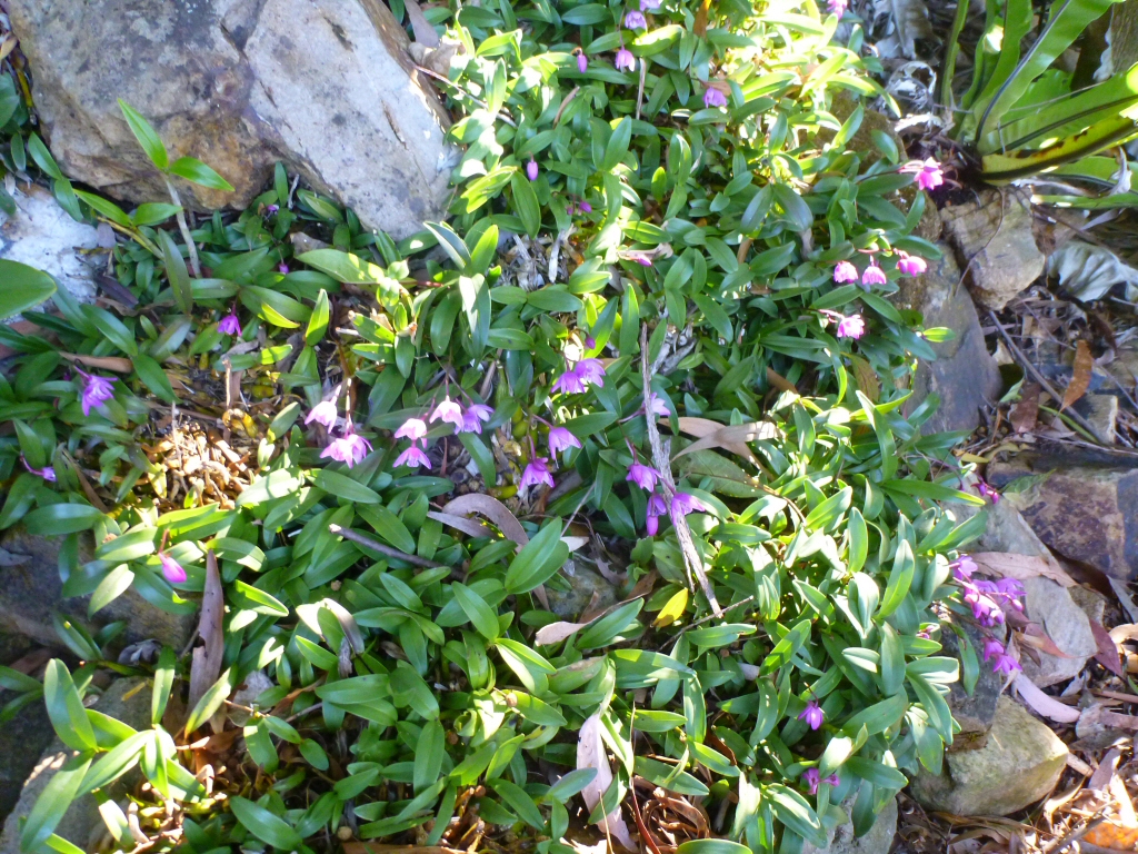 Australian Native Orchids