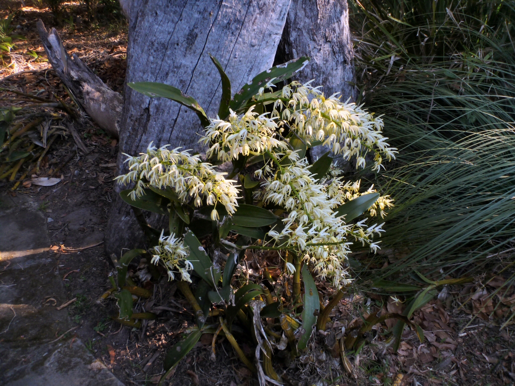 Dendrobium speciosum – Rock Orchid