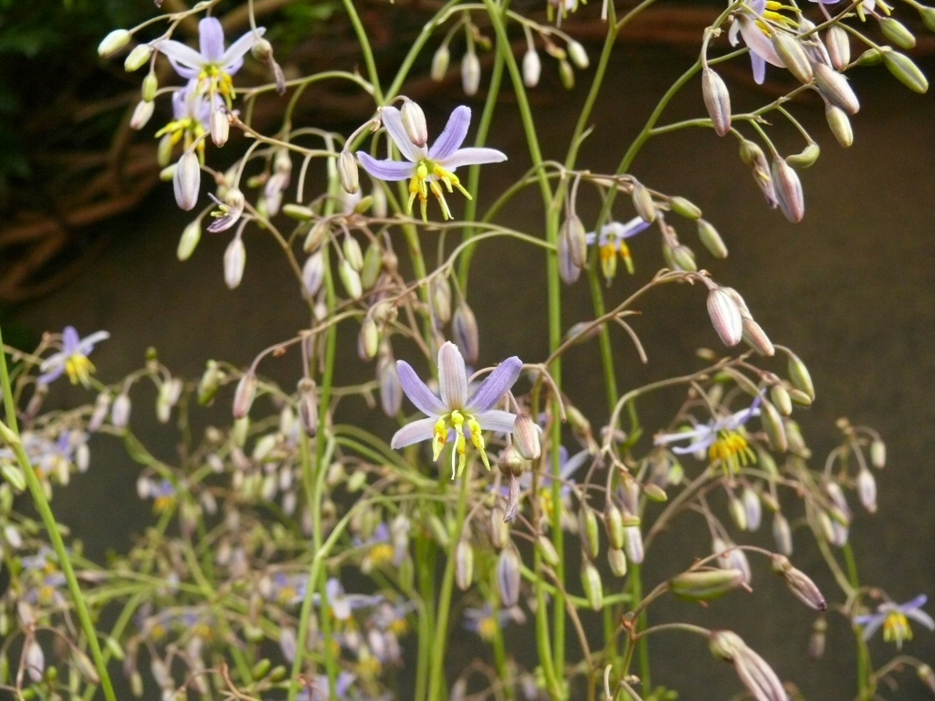 Dianella ‘Goddess’ – Native Flax