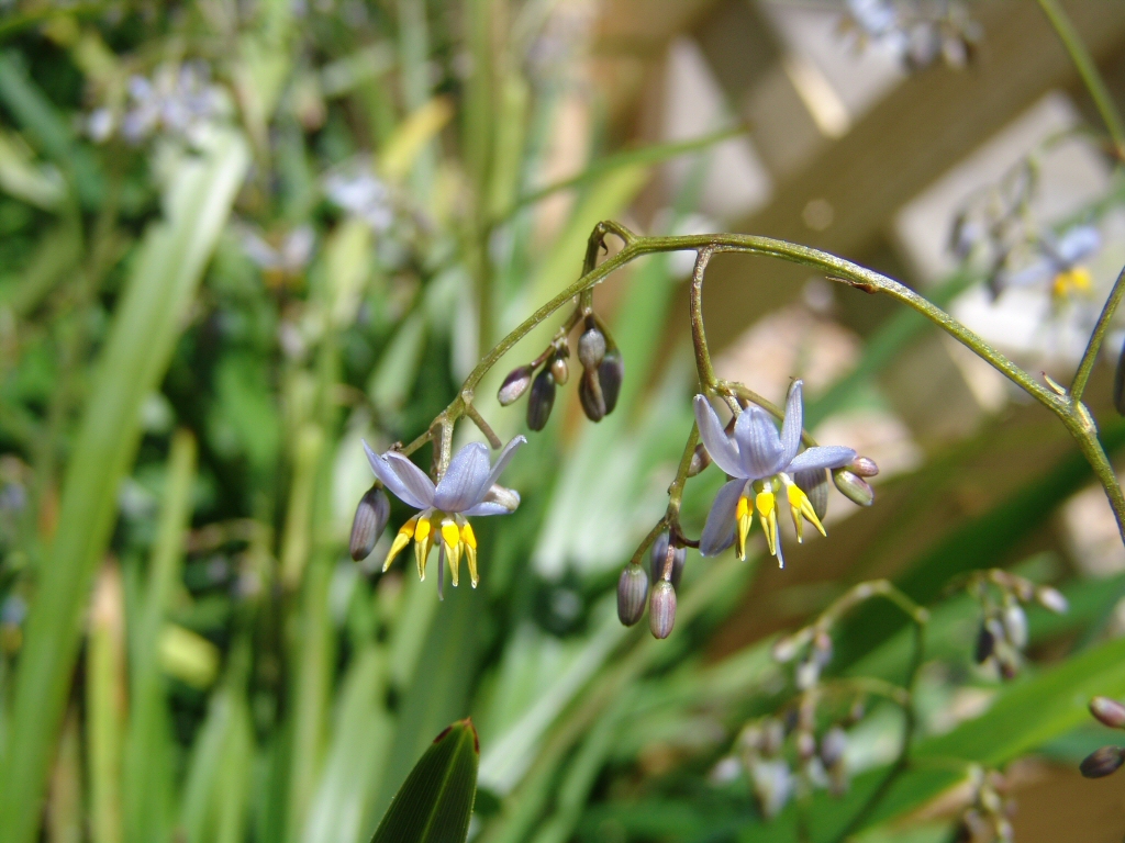 Dianella caerulea ‘Breeze’ – Native Flax