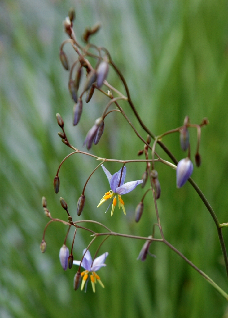 Dianella longifolia ‘Forte’ – Flax Lily