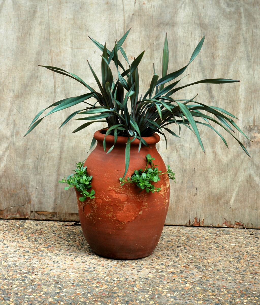 Dianella prunina ‘Somersby’ – Native Flax
