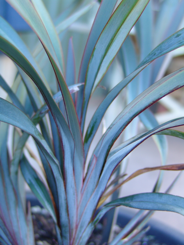 Dianella prunina ‘Utopia’ – Native Flax
