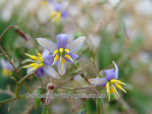 Dianella revoluta ‘Baby Bliss’ – Native Flax