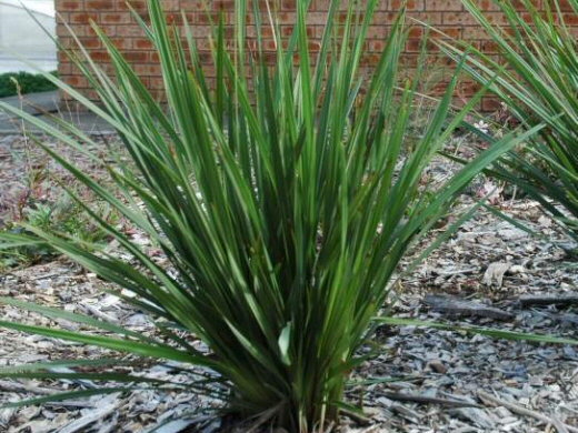 Dianella revoluta ‘Kentlyn’ – Native Flax