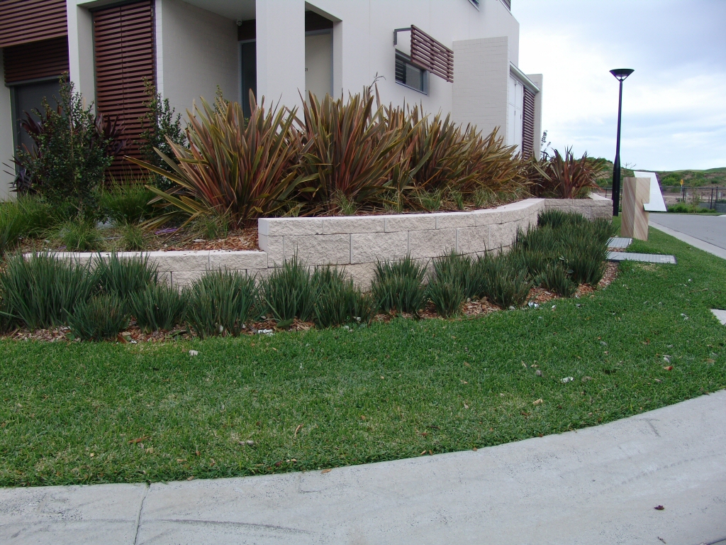 Dianella revoluta ‘Little Rev’ – Native Flax