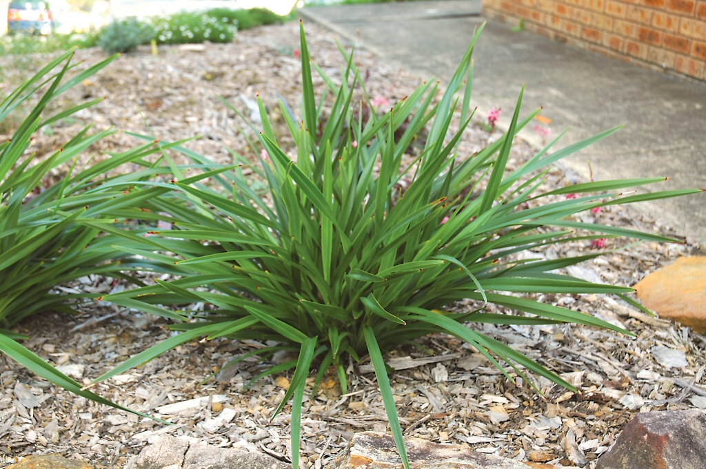 Dianella ‘Australiana’ – Native Flax