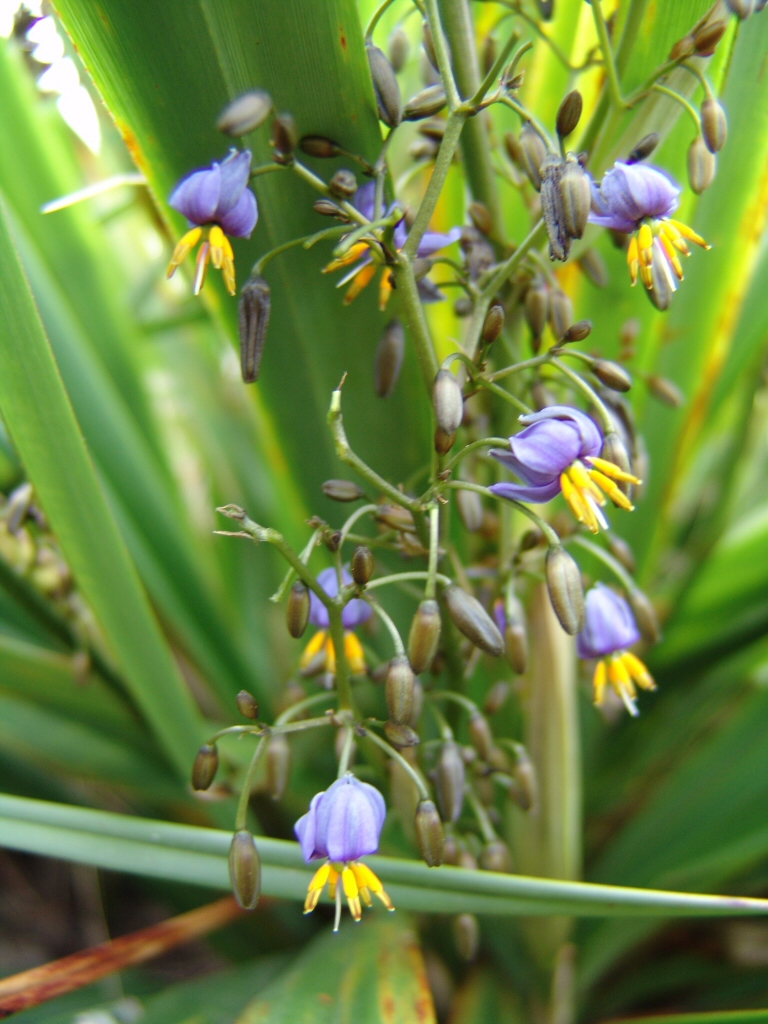 Dianella tasmanica ‘Emerald Arch’ – Native Flax