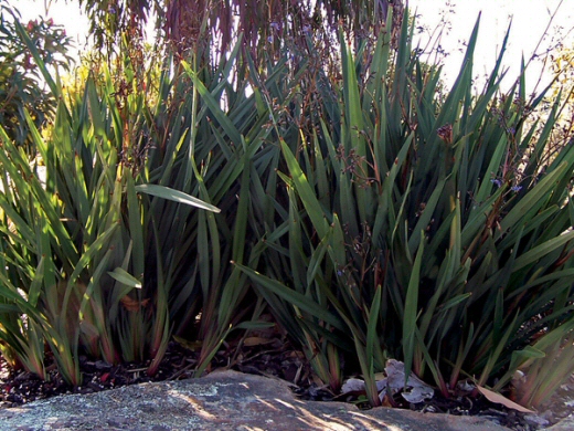 Dianella tasmanica ‘Little Devil’ – Native Flax