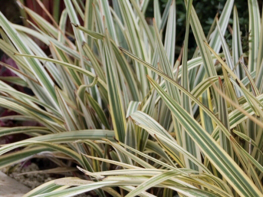 Dianella tasmanica ‘Rainbow’ – Flax Lily