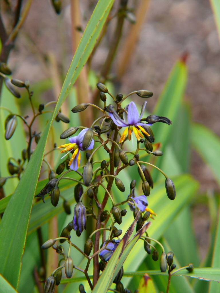 Dianella tasmanica ‘Splice’ – Native Flax