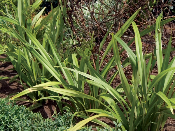 Dianella tasmanica ‘Lime Splice’ – Flax Lily
