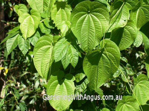 Dioscorea alata – Winged Yam