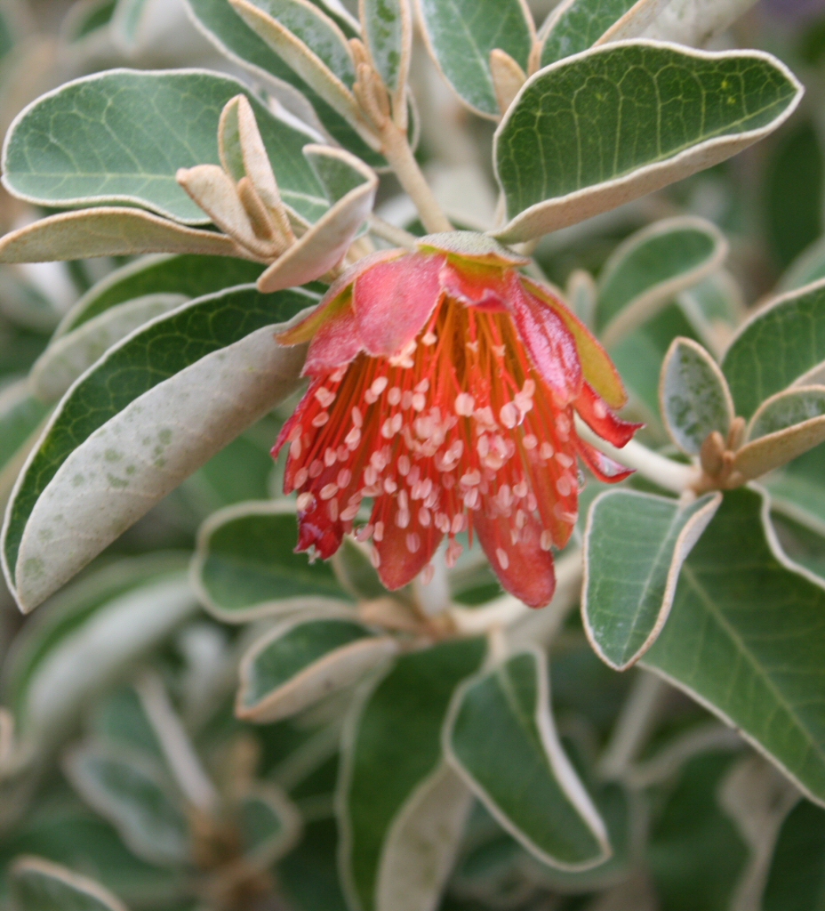 Diplolaena grandiflora – Wild Rose