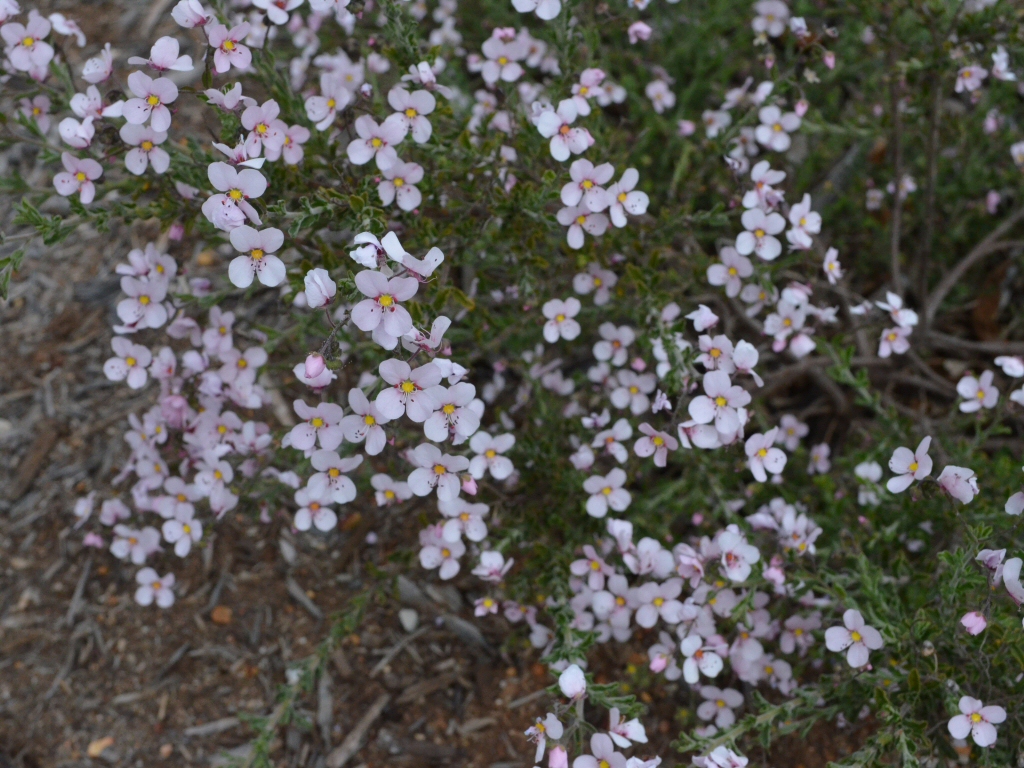 Diplopeltis huegelli – Pepper Flower
