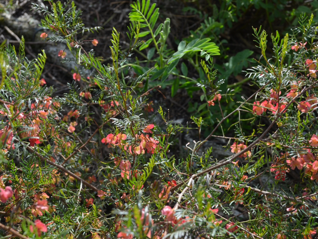 Dodonaea sinuolata – Hop Bush
