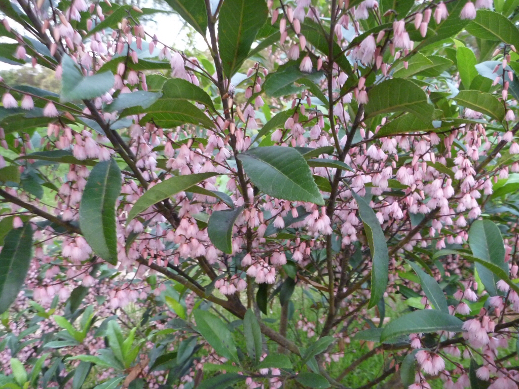 Elaeocarpus reticulatus ‘Prima Donna’ – Blueberry Ash