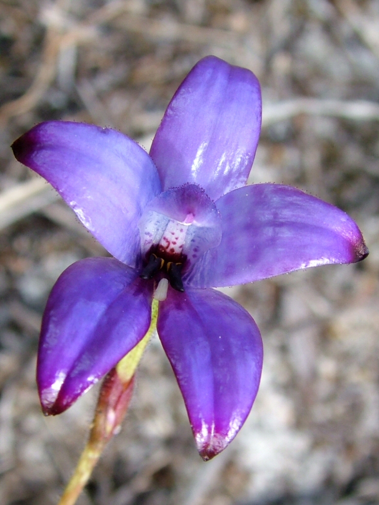 Elythranthera brunonis – Enamel Orchid
