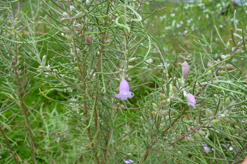 Eremophila arachnoides – Emu Bush